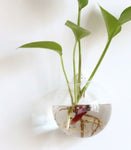 Home Garden Hanging Glass Flower Planter